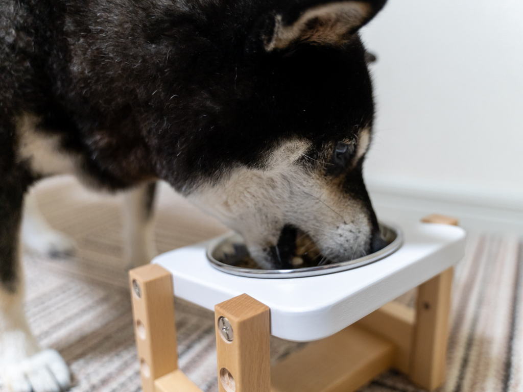 モグワンを食べる柴犬