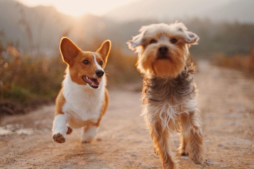 2匹の犬が走る画像